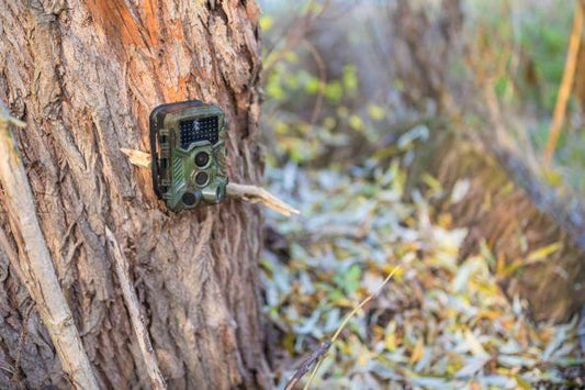 Using Trail Cameras to Monitor Invasive Species in Natural Ecosystems