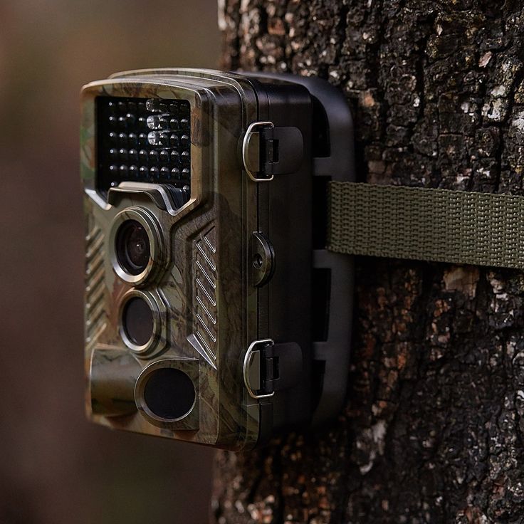 Trail Cameras for Beekeepers: Monitor Your Hives Like Never Before